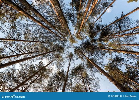 Image result for Tall Tree Tops