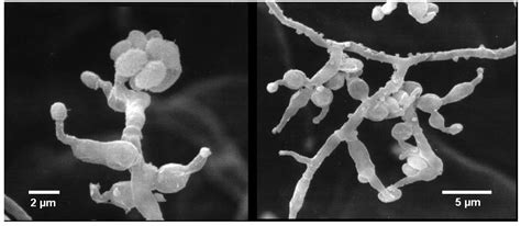 Two New Antibiotic Pyridones Produced by a Marine Fungus, Trichoderma ...