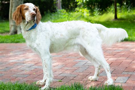 Red English Setter