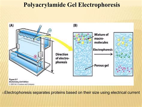 Image result for Protein Separation Process