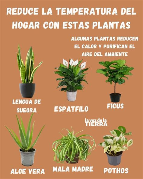 Pin en plantitas en 2024 | Plantas para dormitorios, Plantas aromaticas ...