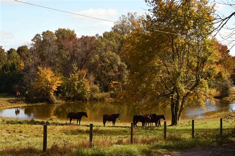 Colorfull fall foliage in Alabama - al.com