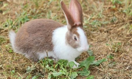 Eye Inflammation in Rabbits | PetMD