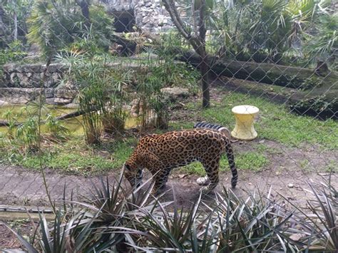 Jacksonville Zoo and Botanical Gardens: Information, Tickets and Reviews