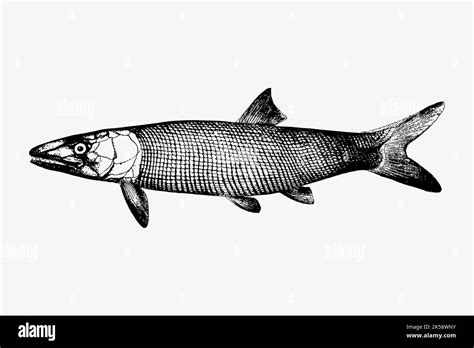 Image result for Extinct Fish Models