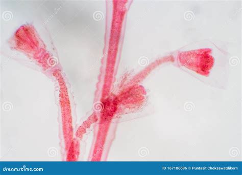 Obelia is a Genus of Hydrozoa, a Class of Mainly Marine and Some Freshwater Animal Species that ...