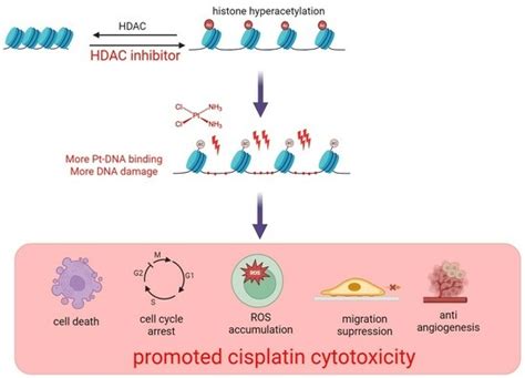 Histone Deacetylase Inhibitors Promote the Anticancer Activity of ...