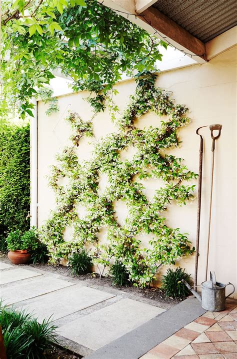 Best Type Of Trellis For Jasmine at Bethany William blog