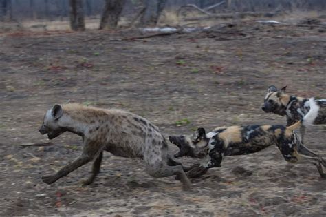 Hyena Vs Wild Dog