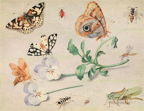 Study of insects and flowers, Jan van Kessel on canvas, poster ...