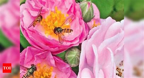 What’s buzzin’: It’s the season of unsung Hoverfly | Chandigarh News ...