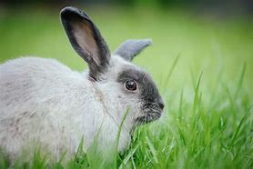Image result for Long Haired Lop Rabbit