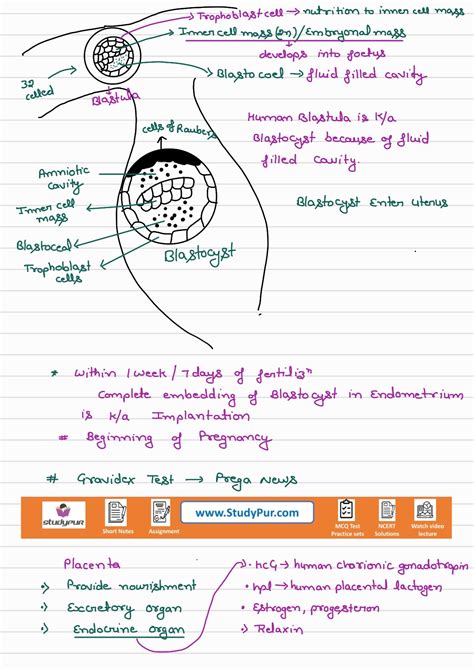 Image result for Isinamuva Human Reproduction Notes
