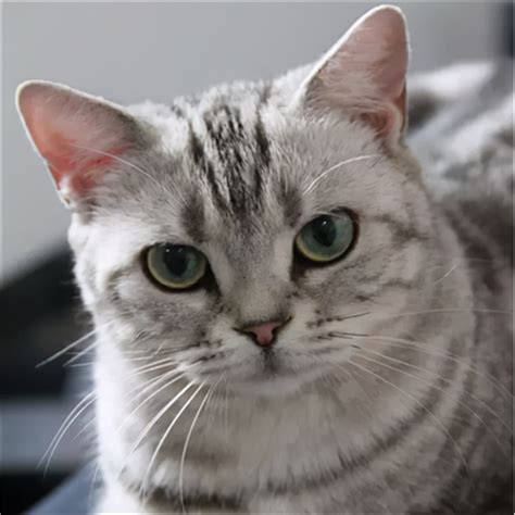 猫咪毛色鉴别小指南系列之二 · 虎斑色分类篇 - 知乎