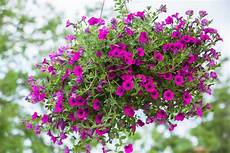 fiori per il balcone fiori da balcone pendenti i pi 249 belli per l estate donnad fiori per il balcone fiori da balcone pendenti i pi 249 belli per l estate donnad