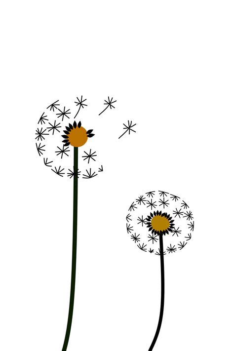 Dandelion White Background