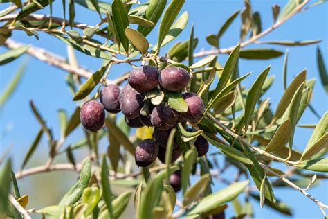 Ancient Roots, Modern Excellence: The Story of Shiloh Blend Olive Oil - Israel365 News