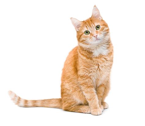 Cute ginger cat sitting and looking at the camera isolated on white ...