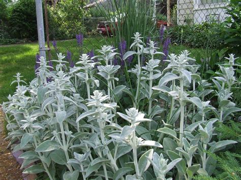 Lamb's Ear 'Helen Von Stein' (Stachys byzantina)Woolly Betony Also ...
