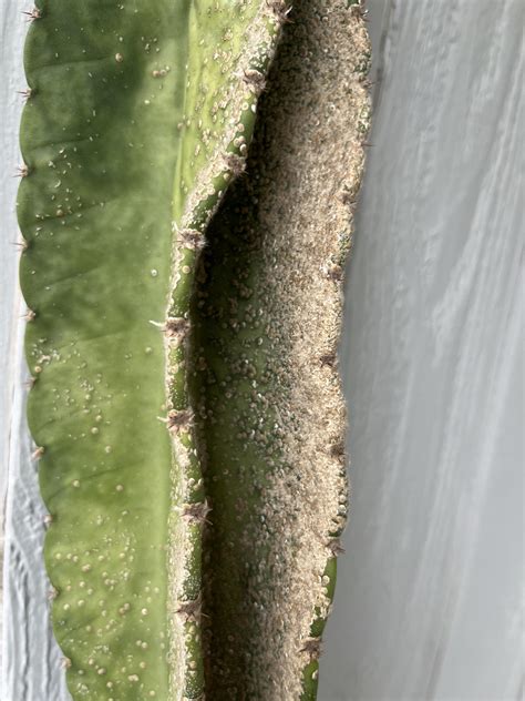 Is this black beard algae? It’s growing on my Java fern that’s pretty ...