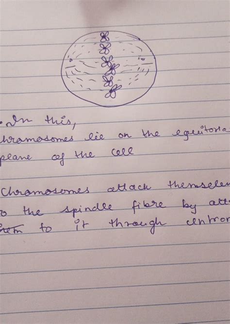 Metaphase is not characterized by - Brainly.in