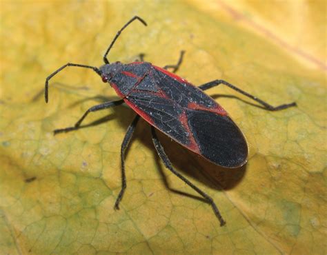 Brilliant Strategies Of Tips About How To Control Box Elder Bugs ...