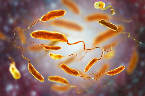 Vibrio Cholerae: What Causes Cholera In Humans – NTWD