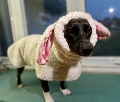 Lamb Chop Dog Costume at Hazel Barrett blog