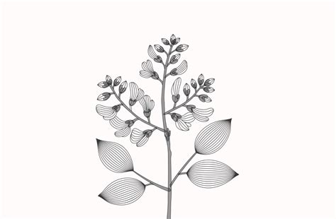 Asana / Vijayasar – Durva Life