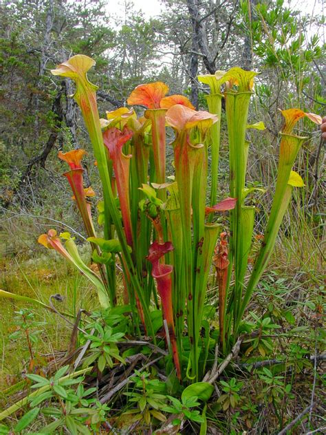 North American Pitcher Plant Diversity Of Pitfalls: (A) Pitcher Of An
