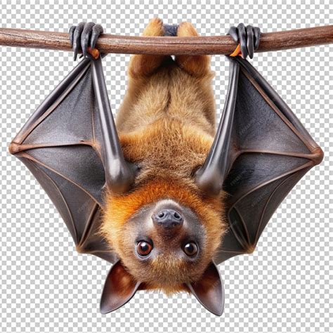 Bat Hanging Upside Down