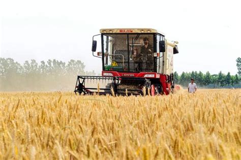 河南小麦已收获3073万亩，机收率99%_财经上下游_澎湃新闻-The Paper