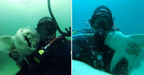 This Diver And This Shark Have Been Friends For 7 Years Now And Cuddle ...
