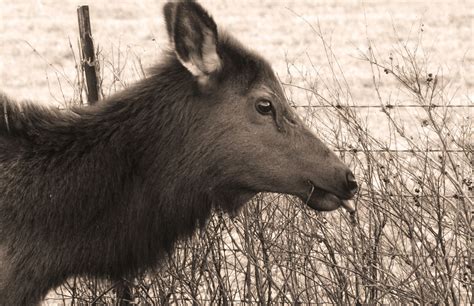 Wildlife in Arkansas (Clarksville, AR)