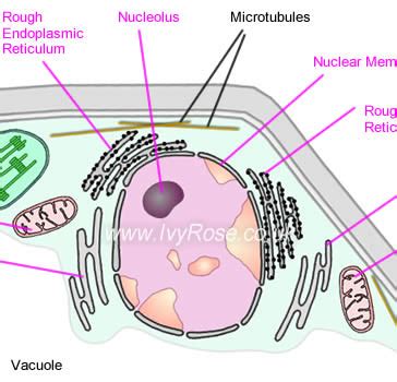 Nature Science Cell 的图像结果