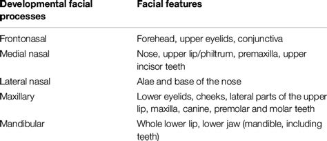Embryonic Facial Development 的图像结果