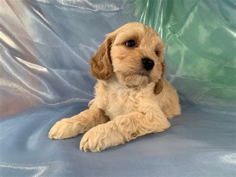 Image result for Buff Cockapoo