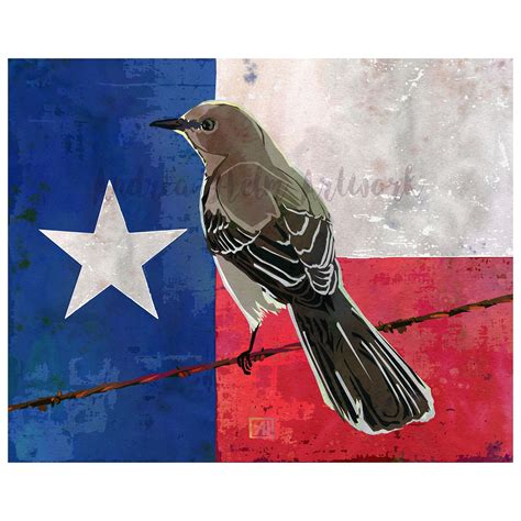 Texas Mockingbird Color