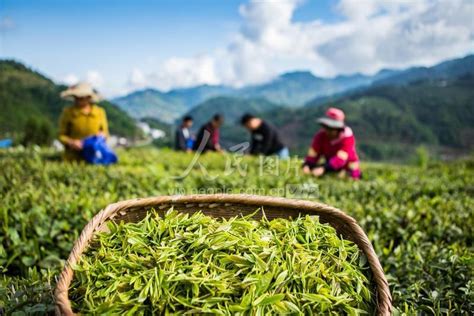 湖北竹山：绿茶飘香致富路-人民图片网