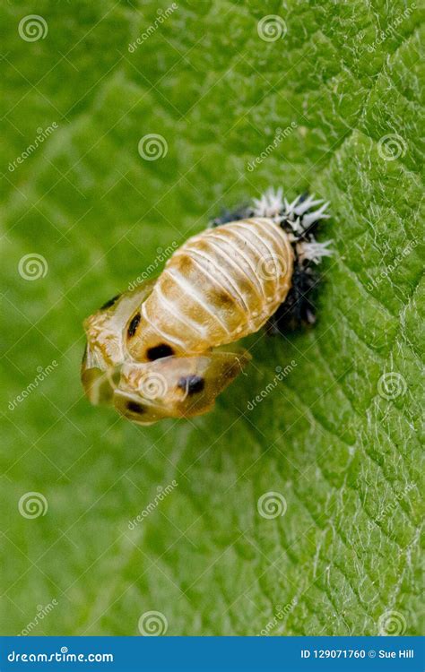 Close Up of Ladybird Larvae Resting on a Green Willow Leaf in a Garden Stock Photo - Image of ...