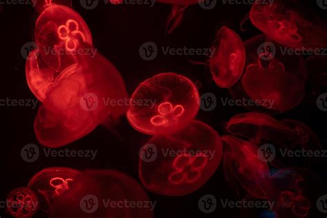 Moon jellyfish underwater with red light over dark background. 19773664 ...