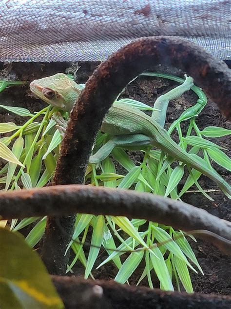 Not sure if my Cuban Knight Anole is eating? : r/Anoles
