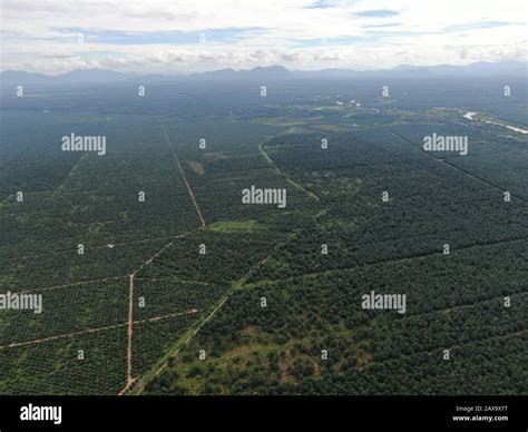 The Palm Oil Estates at Sarawak, the Borneo Island, Malaysia Stock ...