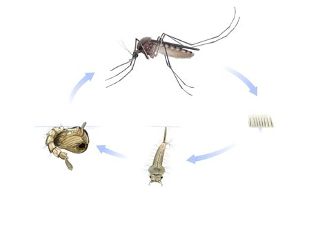 Mosquito Biology - Antelope Valley Mosquito and Vector Control District