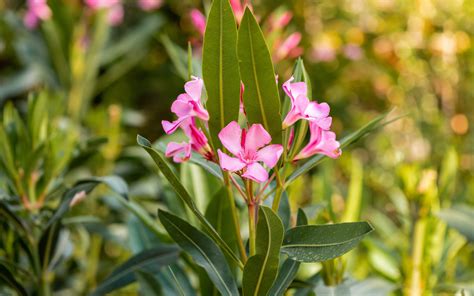 A Guide To Australia’S Most Poisonous Plants – FBQA