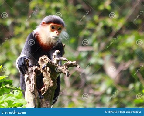 Douc Langur stock photo. Image of langurs, douc, fauna - 7892766