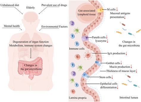 Frontiers | Intestinal microbiota: a new perspective on delaying aging?