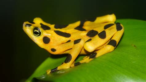 The Extinct Frogs and the Golden Goose • The Revelator