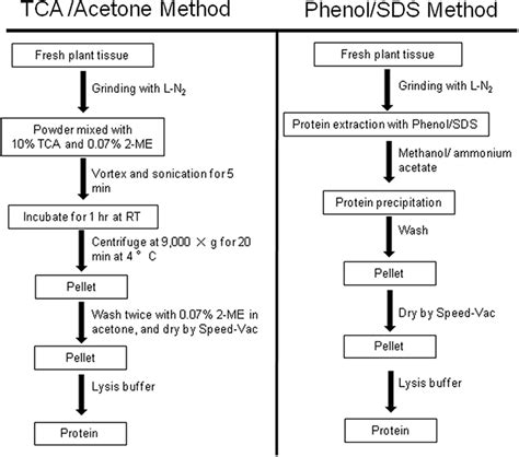 Image result for Pea Protein Extraction Process Flow Chart