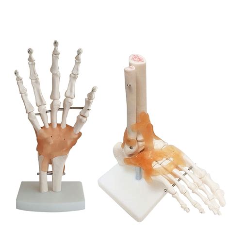 Buy YYZYL Human Foot Hand Joint Anatomical Skeleton Model, Hand ...